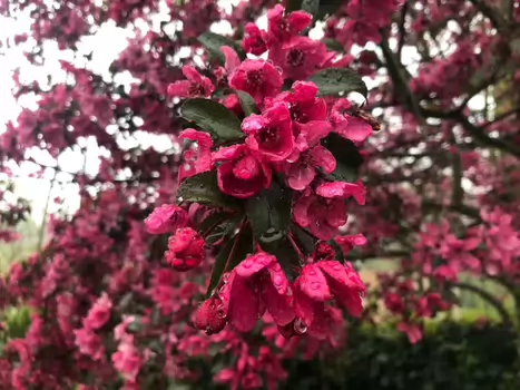 2019-04 Parc de Sceaux