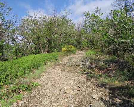 IMG_4671 jour3, départ de Valleraugue vers l’Aigoual sur le sentier des 4000 marches