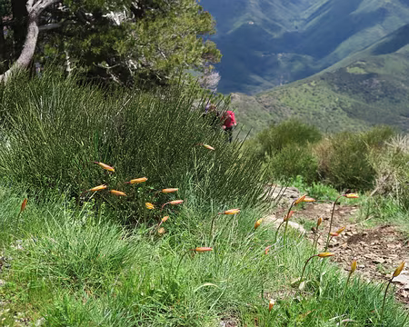 IMG_4727 tulipes sauvages