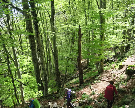 IMG_4742 forêt de hêtres entre les cacades d’Orgon et Cap de Côte