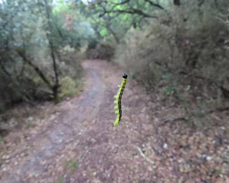 IMG_5899 Nous prenons des bestioles en pleine face... C'est la pyrale, espèce invasive qui détruit le buis.