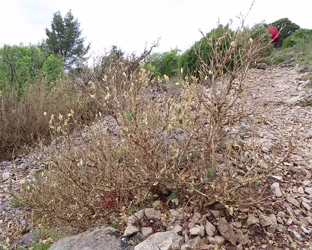 IMG_5905 Le buis est mort