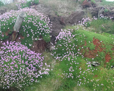 IMG_0426 Un peu de couleurs dans ce gris...