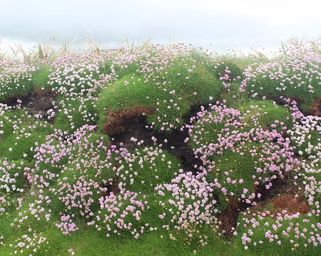 IMG_0429 Armérie maritime : supporte particulièrement bien les embruns et les zones ventées !