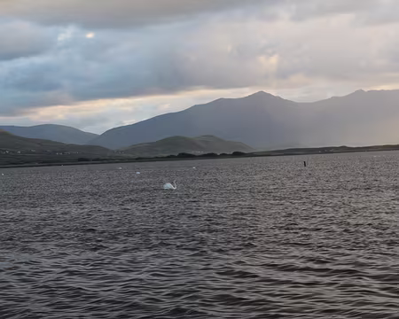 IMG_0531 Le lac des cygnes