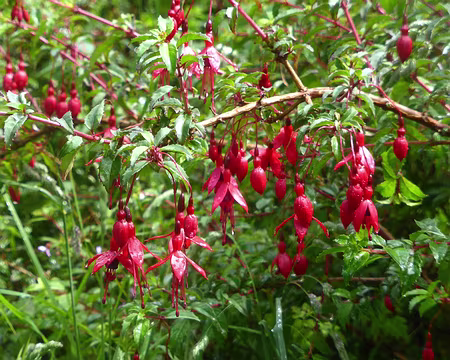P1050592_002 très commun : des haies de fuschias