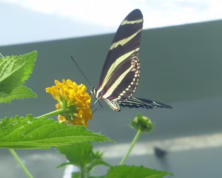 P1050710 Malahide, la serre aux papillons