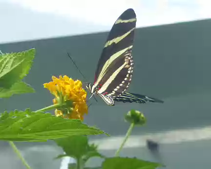 P1050710 Malahide, la serre aux papillons