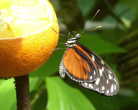 P1050717 Malahide, la serre aux papillons