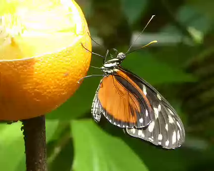 P1050717 Malahide, la serre aux papillons