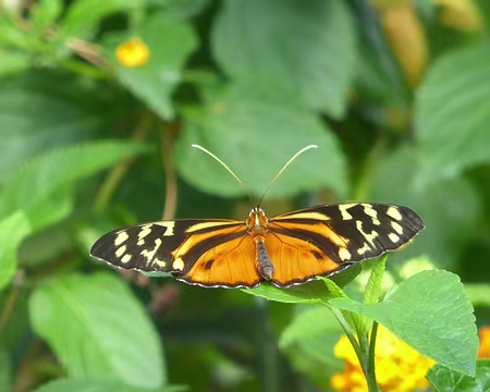 P1050725 Malahide, la serre aux papillons