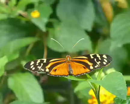 P1050725 Malahide, la serre aux papillons