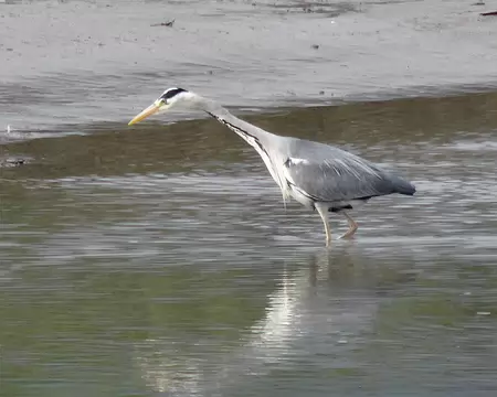 DSC07717 Heron dans la Lee au depart de Tralee