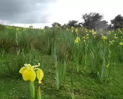 DSC07736 Champ d'iris jaune sauvage