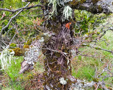 20190511-12h09m20s-Festival de Liken-V3 festival de lichen