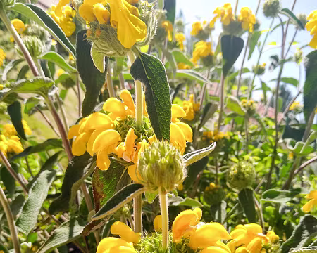 20190512-16h10m12s-Sauge de Jérusalem-V3 Sauge de Jérusalem