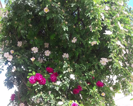 6931e56a-72d8-4d2a-bbfd-7c33b152a2c0