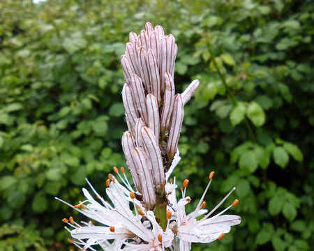 P1100833 Asphodèle. Merci à Hélène pour weekend vannetais.