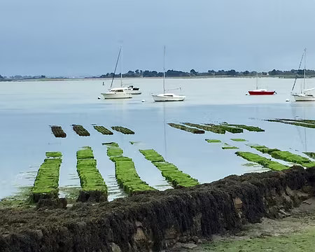 IMG_0876 Parcs à huitres sous la pluie… et sous les algues vertes.