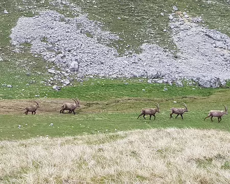 2019_05_25-16_50_59 La mue des bouquetins