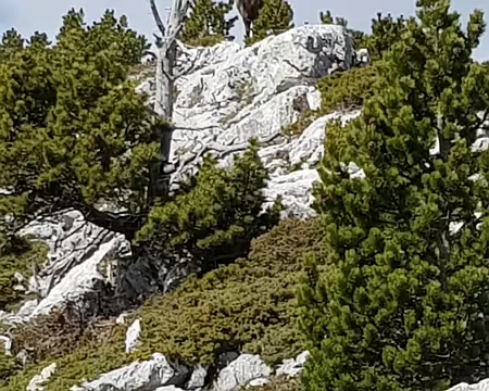 2019_05_26-10_21_13 Mâle dominant