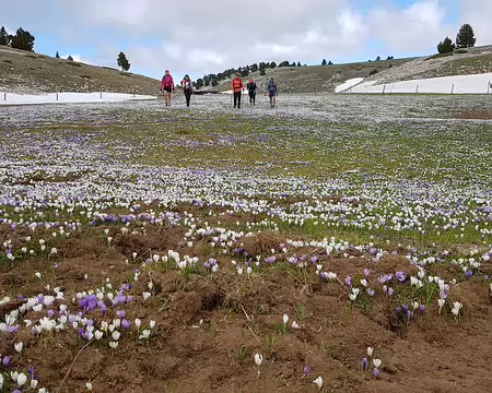 2019_05_26-12_07_43 Tapis de crocus