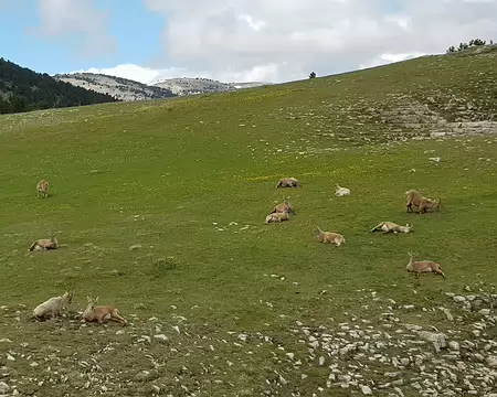 2019_05_26-14_41_27 Jeunes bouquetins