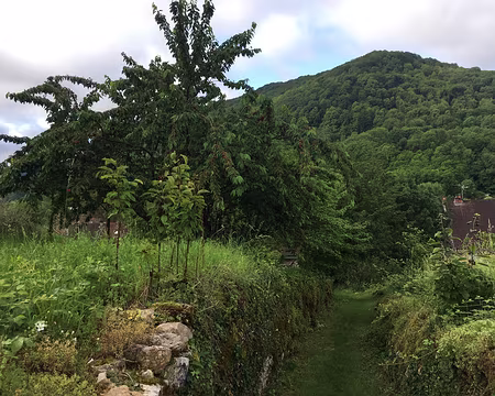 IMG_4908 Les cerisiers sont chargés !