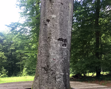 IMG_4916 Arbre remarquable, Hêtre Fayard 