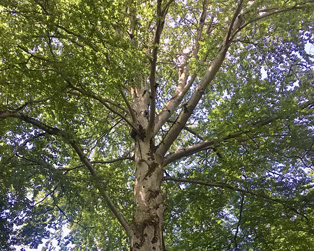 IMG_4918 Majestueux ! (H 30m, 10 m3)