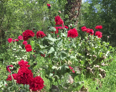 IMG_0952 Que fait ce bouquet de pavots au bord du chemin, en pleine forêt ?
