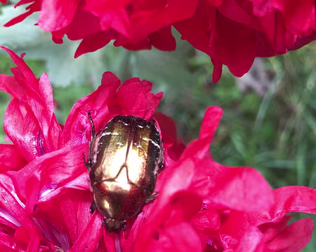 IMG_0954 Fleurs de pavot qui servent de restaurant à toutes sortes de bestioles.