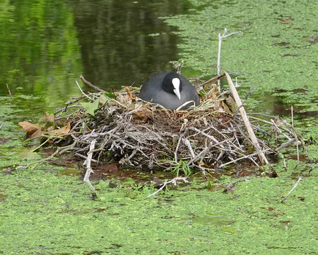 IMG_0973a Nid de poules d’eau flottant. Les renards peuvent aller se rhabiller.