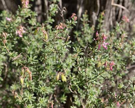 013_4V1A4259 Bugrane buissonnante (Ononis fruticosa L., 1753) Famille : Fabaceae