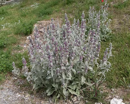 017_4V1A4270 Épiaire de Byzance (Stachys byzantina K.Koch, 1848) Famille : Lamiacaea