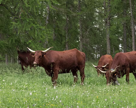 023_4V1A4298 Les vaches, elles s’en foutent !