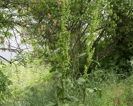 032_4V1A4325 Rumex crépu (Rumex crispus L., 1753) Famille : Polygonaceae