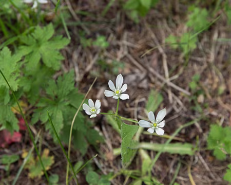 038_4V1A4347 Ornithogale de Koch (Ornithogalum kochii Parl., 1857 = Ornithogalum monticola Jord. & Fourr., 1866) Famille : Asparagaceae
