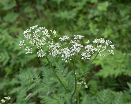 040_4V1A4354 Cerfeuil des bois (Anthriscus sylvestris (L.) Hoffm., 1814)