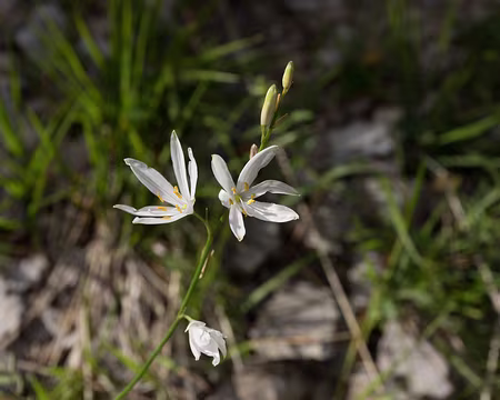 047_4V1A4376 Lis de Saint-Bruno (Paradisea liliastrum (L.) Bertol., 1840)