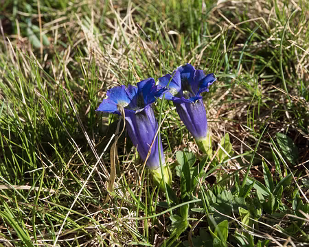 064_4V1A4465 Gentiane alpine (Gentiana alpina Vill., 1779)