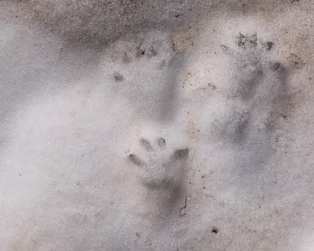 071_4V1A4519 Empreintes de marmottes