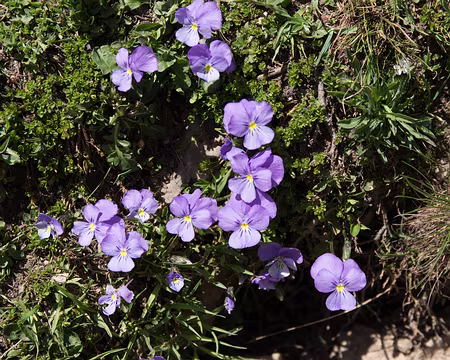 106_4V1A4691 Pensée des Alpes (Viola calcarata L., 1753)
