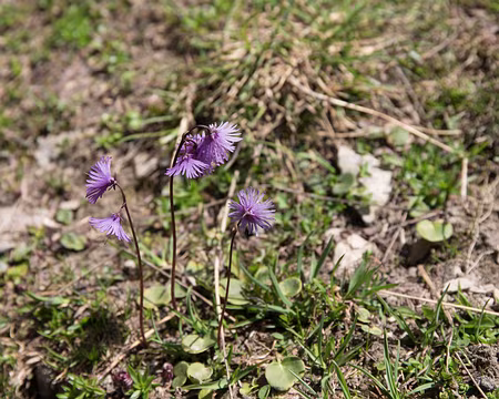 107_4V1A4693 Soldanelle des Alpes (Soldanella alpina L., 1753) Famille : Primulaceae