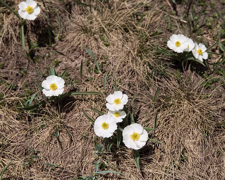 108_4V1A4696 Renoncule de kuepfer (Ranunculus kuepferi Greuter & Burdet, 1987)
