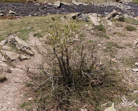 111_4V1A4707 Un mélèze conquérant à 2500m !