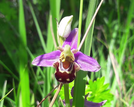 P_20190608_111141 orchis abeille