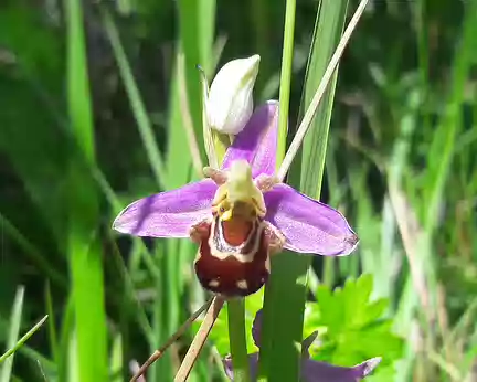 P_20190608_111141 orchis abeille