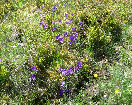 P1090909 Un tapis de pensées sauvages