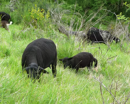 P1090958 Moutons noirs dans le Mézenc
